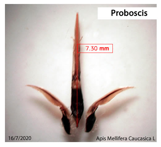 proboscis